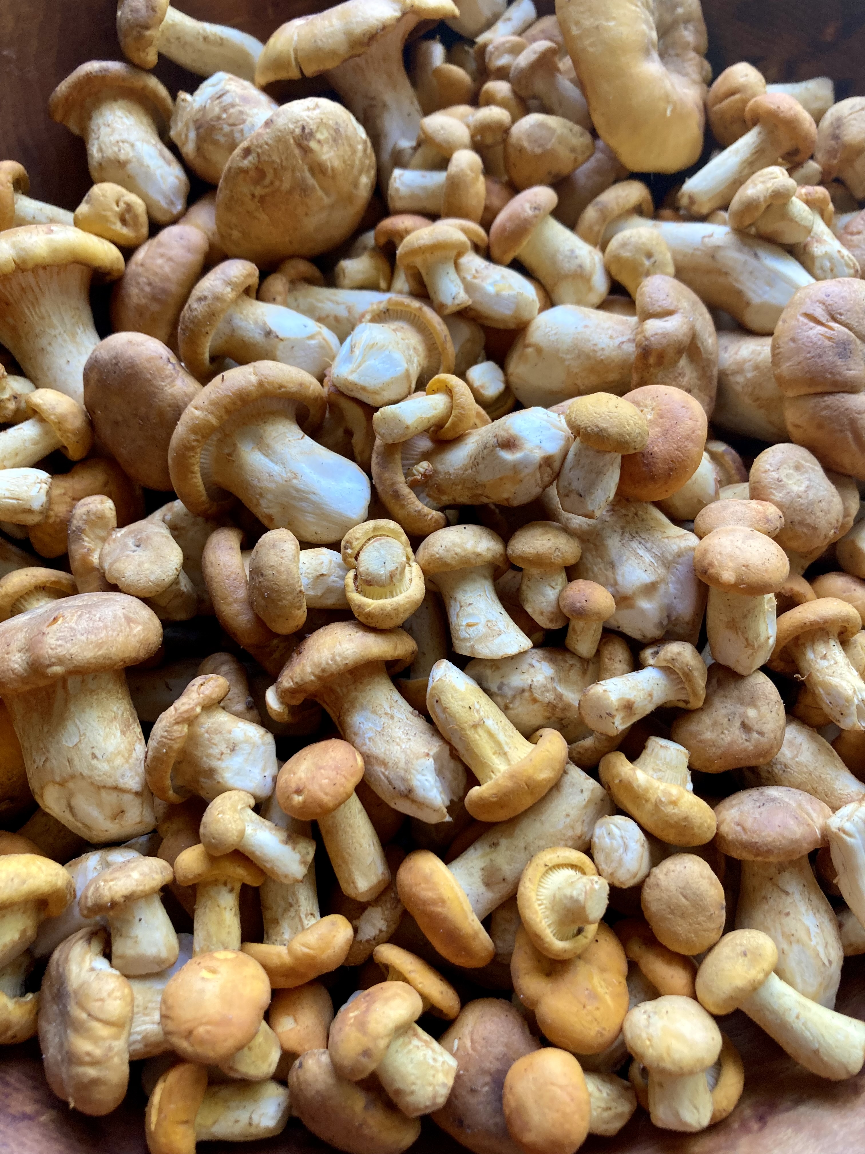 Chanterelle Celebration